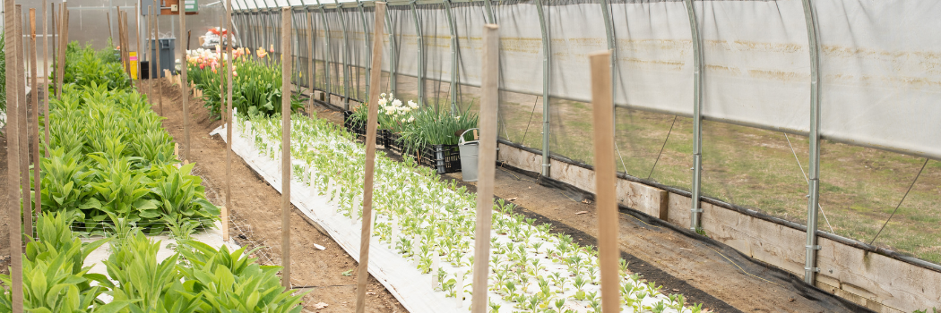 Overwintered flower plants in a high tunnel