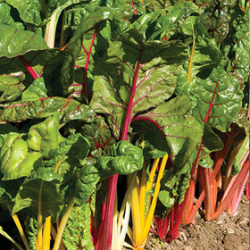 How to Grow Swiss Chard