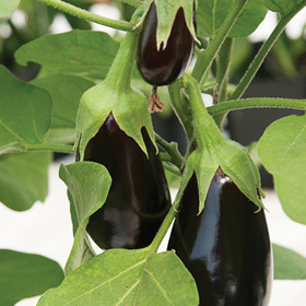 How to Grow Eggplant