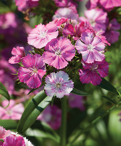 The blossoms of a dianthus stalk, also known as sweet William, favored for its characteristically spicy fragrance.