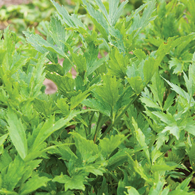 How to Grow Lovage