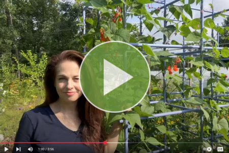 pole bean video
