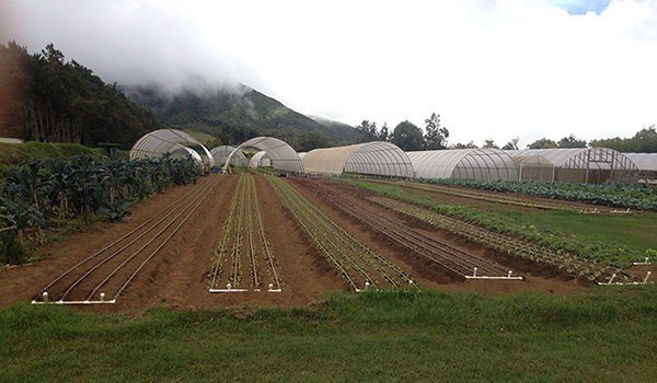 Irrigated fields • Hawai'i