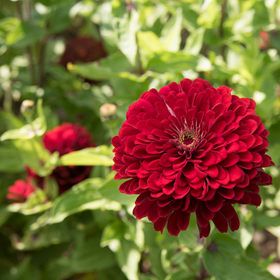 How to Grow Zinnias