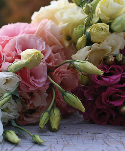 Lisianthus blooms of several colors and varieties.