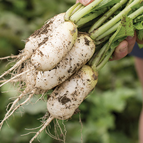 How to Grow Daikon Radishes