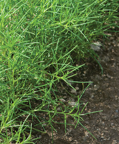 Saltwort planting, grown from seed; evergreen, needle-shaped leaves are edible, with a salty tang, excellent in salads.