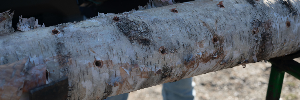 Holes in logs for growing mushrooms