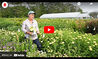 Video: Marigold White Swan Marigold White Swan