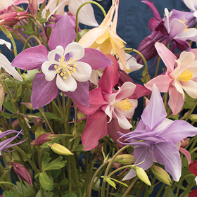 How to Grow Columbine