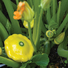 How to Grow Specialty Summer Squash