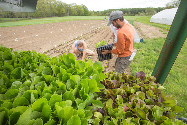 Lettuce for Every Grower • How to Choose & Grow the Best