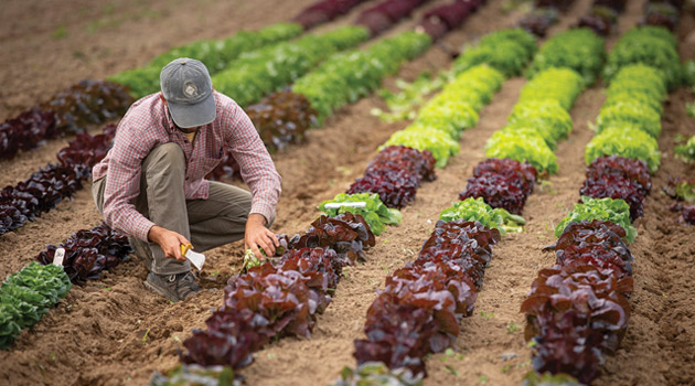 Head Lettuce Planting Program