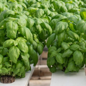 Hydroponic & Container Basil Guide: Production Advice & Variety Selection