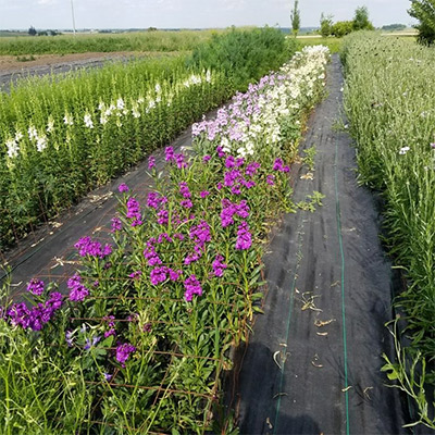 Matthiola, one of the quickest cut flowers for shoulder-season production.