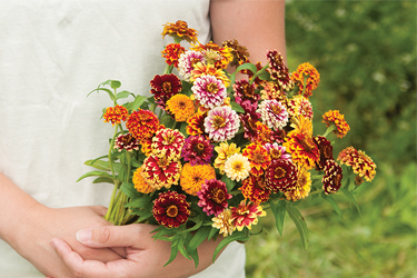Zinnias range from the diminutive to the giant
