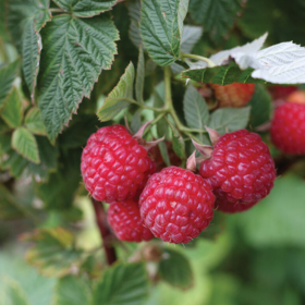 raspberry