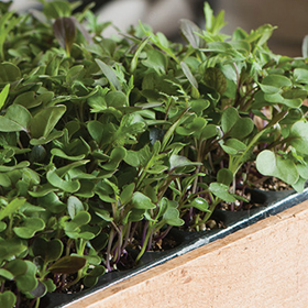 How to Grow Microgreens