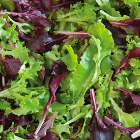 Five Star Greenhouse Lettuce Mix Seed