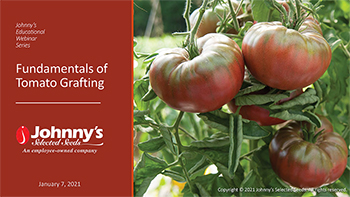 Fundamentals of Tomato Grafting Recap - 15-pp PDF