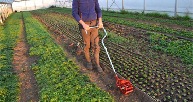 Wheel-weeding footpath