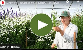 View Our Overwinter Flower Tunnel Matricaria (Tanacetum/Feverfew) Video