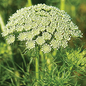 How to Grow Ammi / Daucus