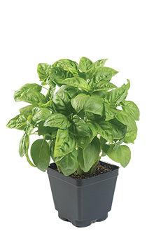Newton Basil