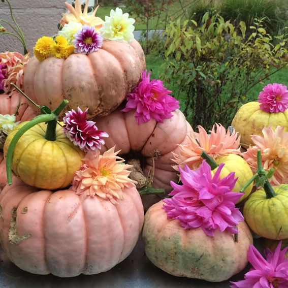 Nan Matteson, Queen City Flower Farm