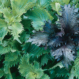 How to Grow Shiso