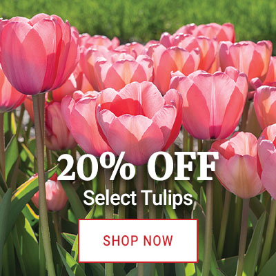 Flower Bulbs