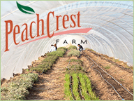 Winter High Tunnels at Peach Crest