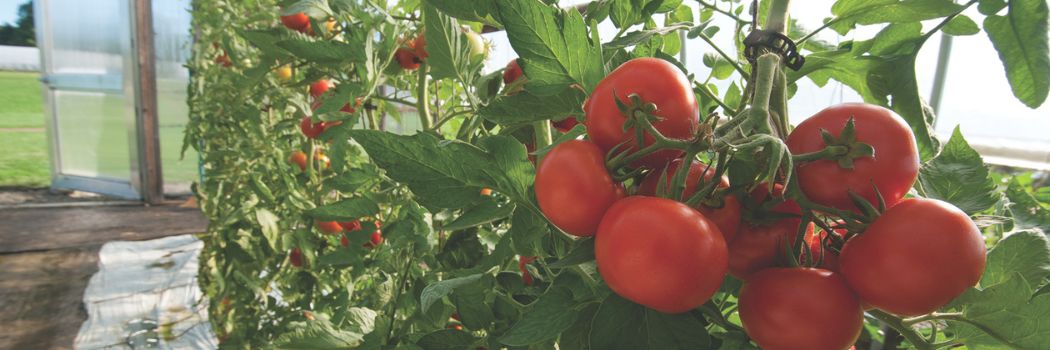 Protected Culture Tomatoes