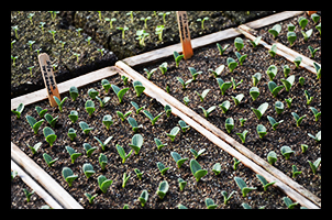 Plastic Seedling Grow Trays   Starter Soil Blocks for Garden Flowers Plants 