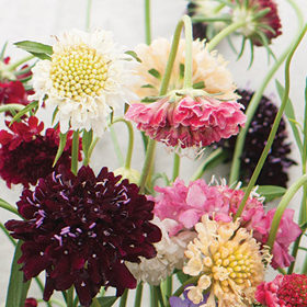 How to Grow Scabiosa (Pincushion Flower)