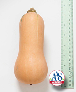 Butterscotch Butternut Squash Butterscotch Butternut Squash
