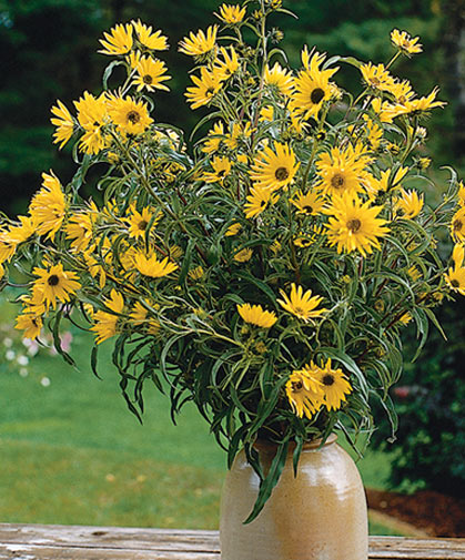 An arrangement of perennial sunflowers, a type that demands little maintenance but blooms generously.