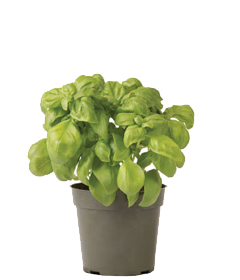 Container-grown Everleaf Basil Plant