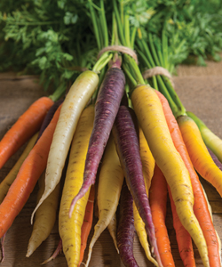 Colored Carrot Bunches