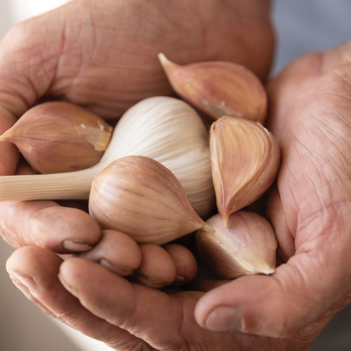 hand holding garlic cloves