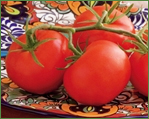 Greenhouse Tomatoes