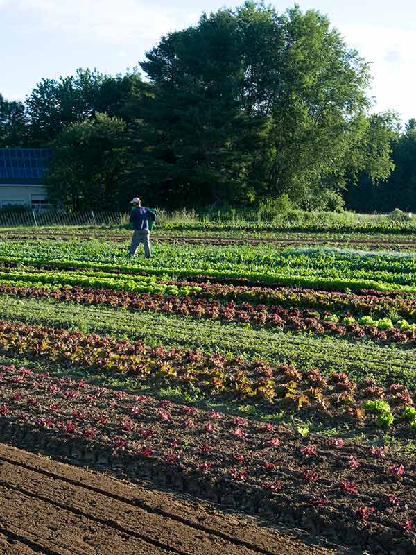 Field of succession-planted head lettuce