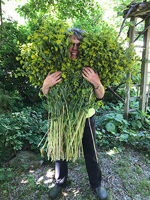 Lisa peeks out from behind a mass of robust bupleurum