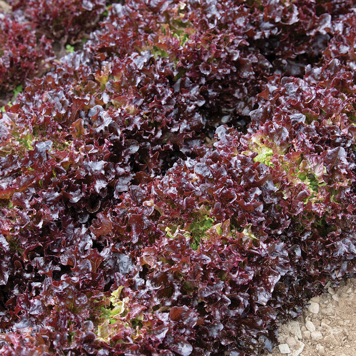 row of red lettuce in field