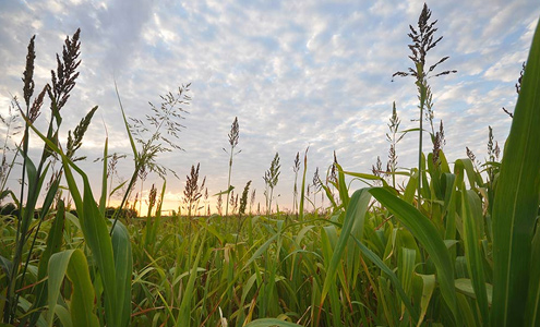 Climate Adaptation for Vegetable and Flower Farmers Webinar