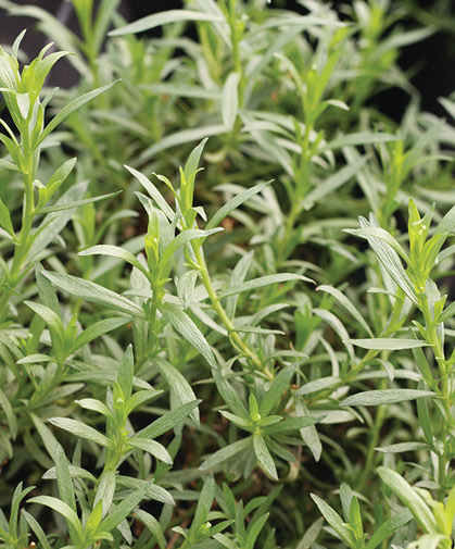 French tarragon, grown from vegetatively propagated organic plugs; this plant rarely sets viable seed and is thus rarely grown from seed.