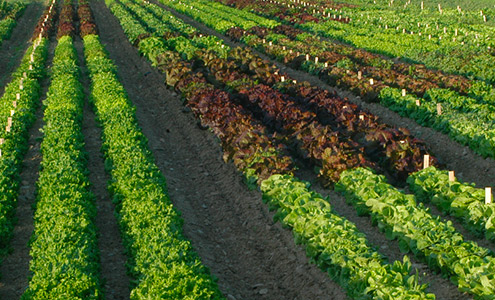 One-Cut Lettuces: Insights and Techniques for Small Farms Webinar