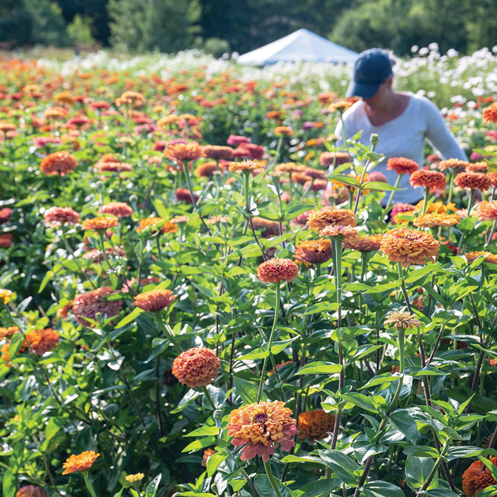 Zinnias
