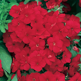 How to Grow Phlox