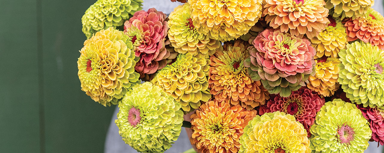 Grow Gorgeous Zinnias